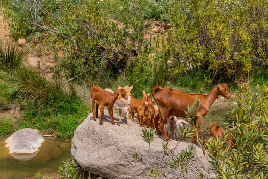 Granada, Spain: April 19, 2024: Goats in a farm in Andalucia, Granada, Spain