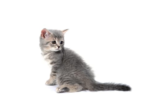 a small fluffy kitten on a white isolated background. High quality photo