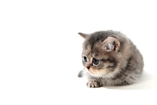 a small fluffy kitten on a white isolated background. High quality photo