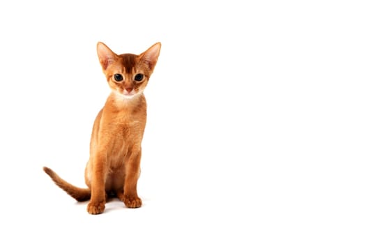 ginger purebred kitten sits on an isolated white background. High quality photo