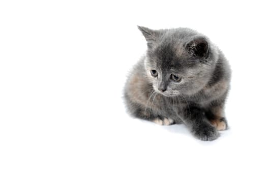 a small fluffy kitten on a white isolated background. High quality photo