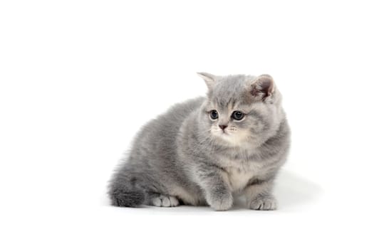 a small fluffy kitten on a white isolated background. High quality photo