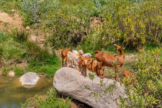 Granada, Spain: April 19, 2024: Goats in a farm in Andalucia, Granada, Spain