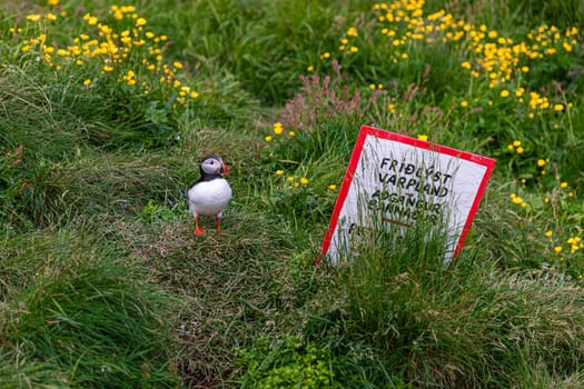 Puffin standing  grassy hill  yellow flowers bird sanctuary sign  background