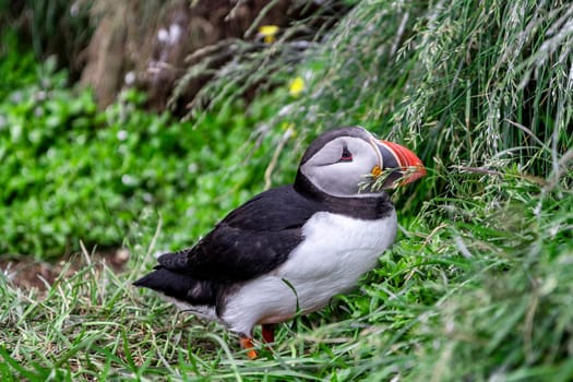 Atlantic puffin standing  grass  Iceland