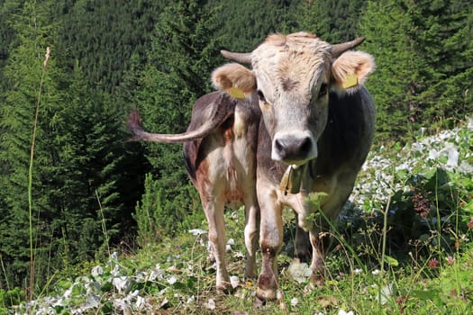 Young cows with horns and bells in the mountains of Austria
