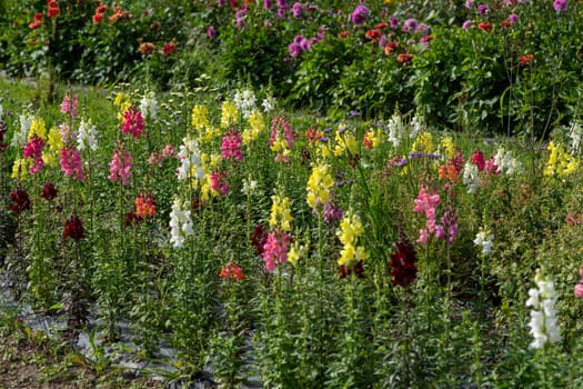a view of multicolor flower field