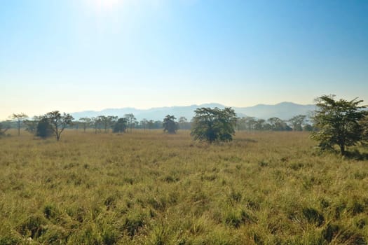 Grassland, savanna and trees seen on a safari through the Chitwan National Park, Nepal 2022