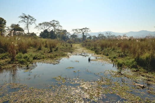 View onto a small river and lush vegetation on a safari through the Chitwan National Park, Nepal 2022
