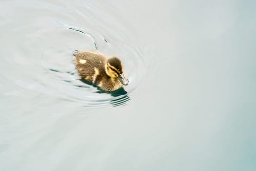 Mallard ducklings swimming in the water. Cute juvenile with fluffy plumage. Bird from nature. Wild animal