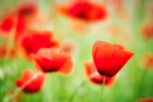 Corn poppy in a summer meadow with red petals. Wildflower from nature. Dots of red color in green surroundings