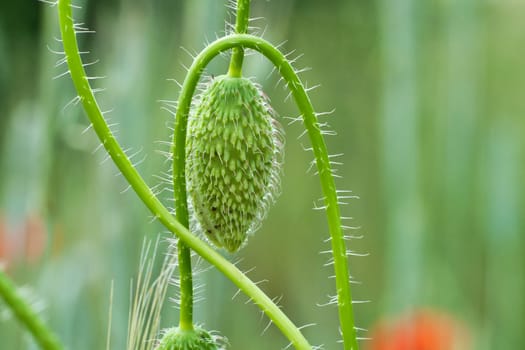 Green bud of the corn poppy. Wildflower from nature. Red splashes of color