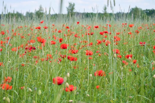 Corn poppy in a cornfield with red petals. Red splashes of color in green surroundings. Wild flower from nature.