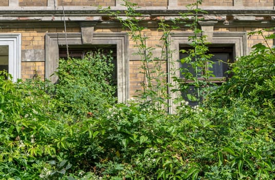 Detail of an uninhabited house with tall bushes and climbing plants