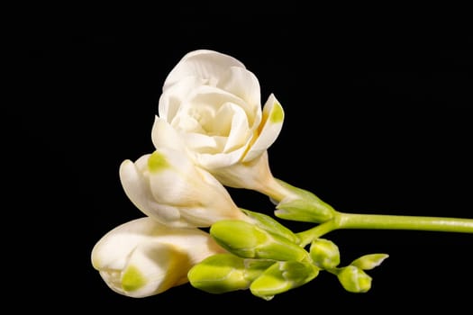 Flowers of beautiful white freesia isolated on black background, reflection