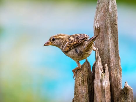 Close-up of sparrow perching