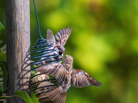 House Sparrow fighting at a seed feeder