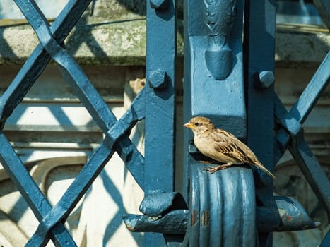 A sparrow sits on an old metal gate on a summer day