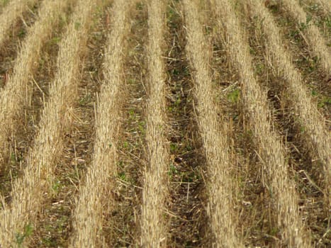 field cereal landscape harvest dry food natural season