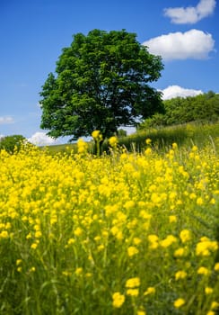 Landscape with a lonely tree in a yellow flowering meadow