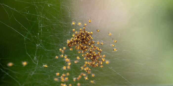 Many newly hatched spider babies in the web against a green background