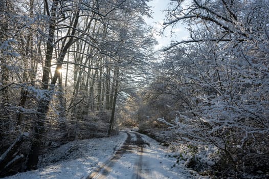 A lonely road in winter, between trees with snow