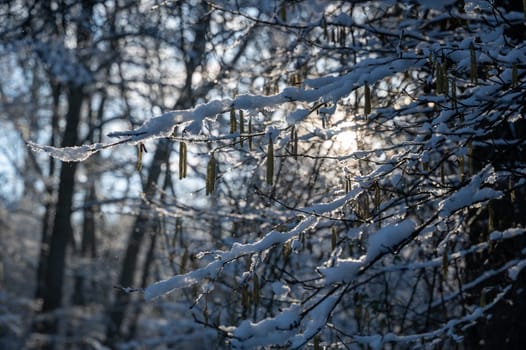 Small snow-covered hazel bush branches in a forest in the evening light