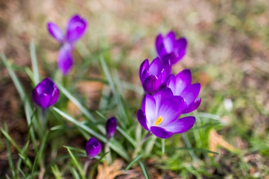 crocus flowers -  one of spring flowers