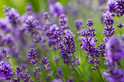 lavender flowers in the garden - soft focus