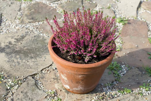 Blooming heather in a clay flower pot in the garden - close up