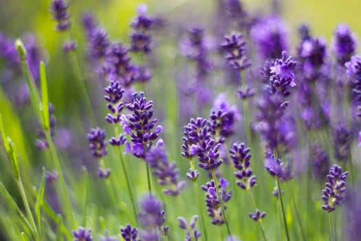 lavender flowers in the garden - soft focus