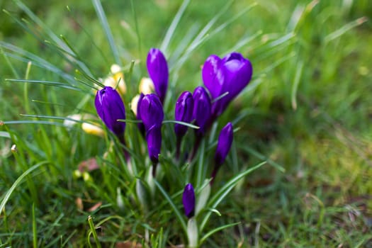 crocus flowers -  one of spring flowers