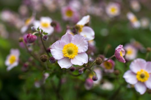 Anemone hupehensis. Commonly known as the Chinese anemone or Japanese anemone, thimbleweed, or windflower