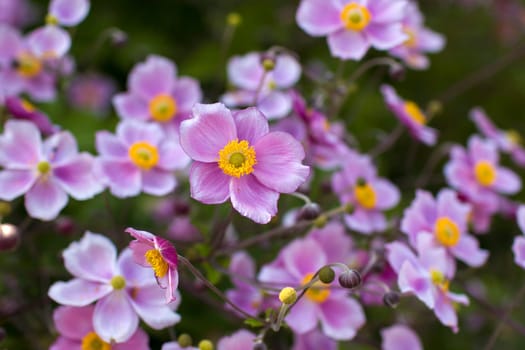 Anemone hupehensis. Commonly known as the Chinese anemone or Japanese anemone, thimbleweed, or windflower