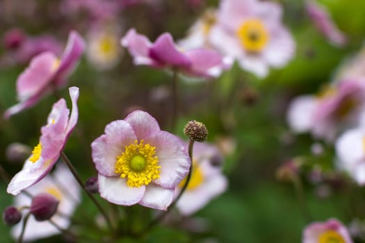 Anemone hupehensis. Commonly known as the Chinese anemone or Japanese anemone, thimbleweed, or windflower