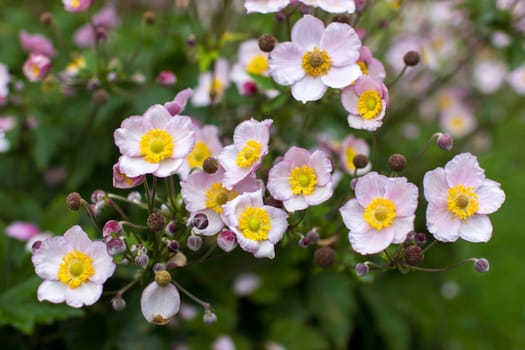 Anemone hupehensis. Commonly known as the Chinese anemone or Japanese anemone, thimbleweed, or windflower