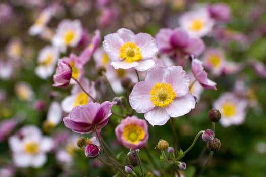 Anemone hupehensis. Commonly known as the Chinese anemone or Japanese anemone, thimbleweed, or windflower