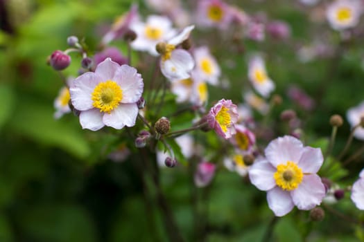 Anemone hupehensis. Commonly known as the Chinese anemone or Japanese anemone, thimbleweed, or windflower