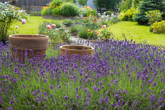 rustic garden - lavender flowers, roses and herb spiral - summertime