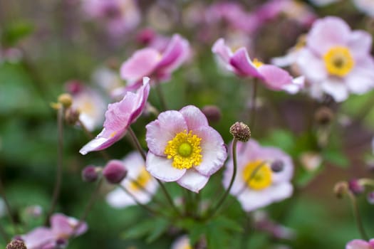Anemone hupehensis. Commonly known as the Chinese anemone or Japanese anemone, thimbleweed, or windflower