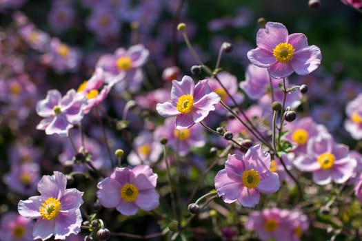 Anemone hupehensis. Commonly known as the Chinese anemone or Japanese anemone, thimbleweed, or windflower