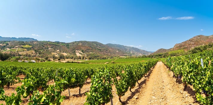 Beautiful vineyards in a plain between mountains and hills, under a spectacular blue sky. Sardinia, Italy. Traditional agriculture.