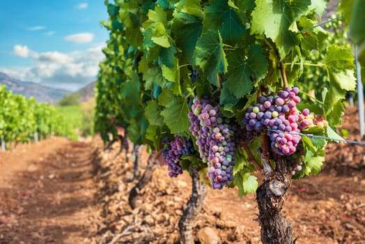 Veraison in a vineyard. Bunches of grapes with berries that begin the ripening phase. Traditional agriculture. Sardinia.