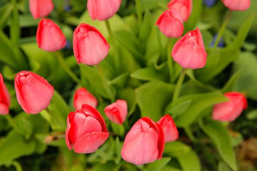 Close-up of pink tulips (Túlipa) in full bloom, surrounded by green leaves in the garden