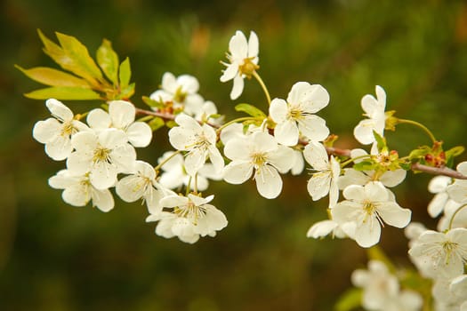In the month of May, white flowers bloomed on the branch of an apple tree outside