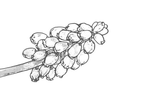 Spring flowers drawing with line art on white