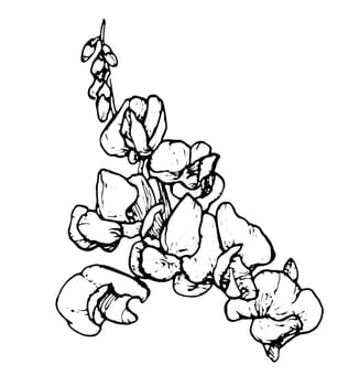 Spring flowers drawing with line-art on white