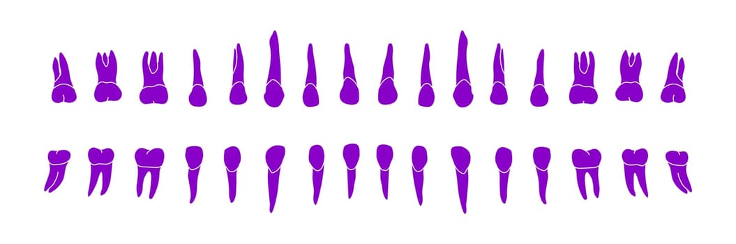 Dental Row. Vector educational illustration isolated