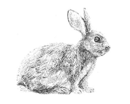 Hand Drawn Sketch Rabbit for Your Design. Ink bunny