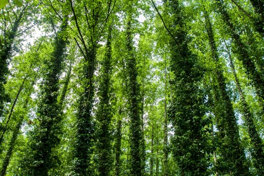 Lush, green forest with tall, slender trees covered in thick, vibrant foliage.